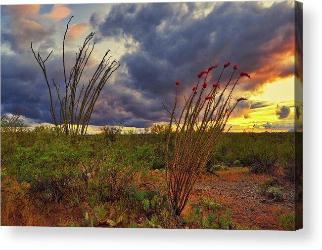 Ocotillo Acrylic Print featuring the photograph Blooming Ocotillos at Sunset by Chance Kafka