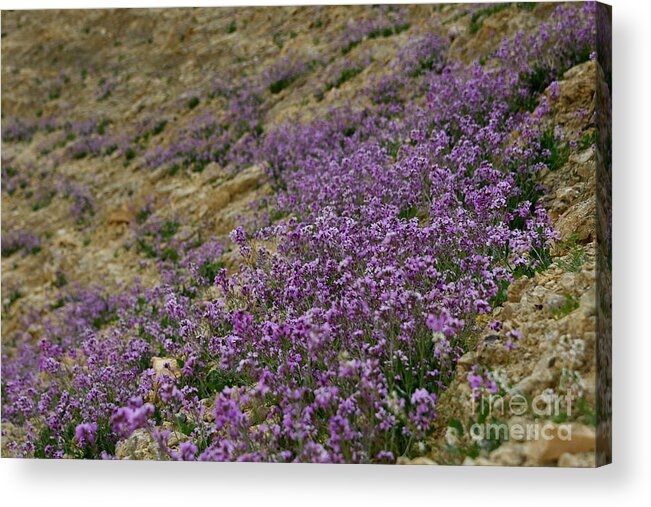 Matthiola Aspera Acrylic Print featuring the photograph Blooming Purple Matthiola aspera r4 by Yotam Jacobson