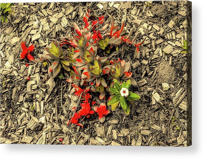 Summer Acrylic Print featuring the mixed media Blooms in the Dust by Asok Mukhopadhyay