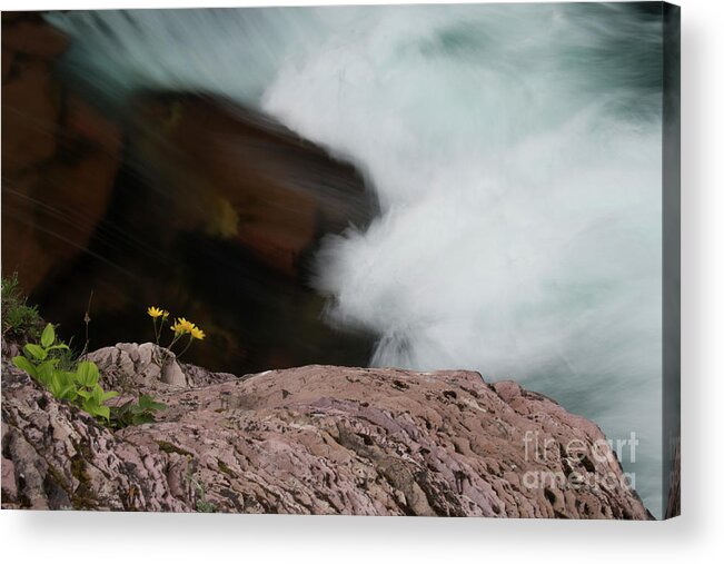 Waterfall Acrylic Print featuring the photograph Blossoming At St Mary Falls by Ryan Smith