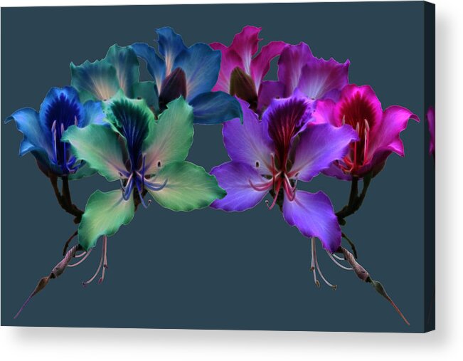 Orchid Acrylic Print featuring the photograph Blue And Purple Orchids by Shane Bechler