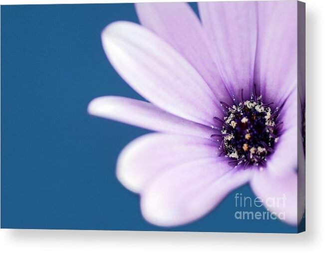 70029163 Acrylic Print featuring the photograph Blue and White Daisybush by Marcel van Kammen