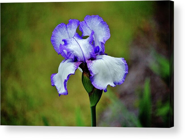 Iris Acrylic Print featuring the photograph Blue And White Iris by Cynthia Guinn