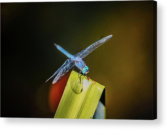 Insects Acrylic Print featuring the photograph Blue Dragon on the Prowl by Marcus Jones