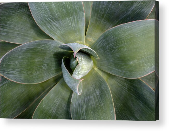 Agave Acrylic Print featuring the photograph Blue Flame Agave by Alison Frank