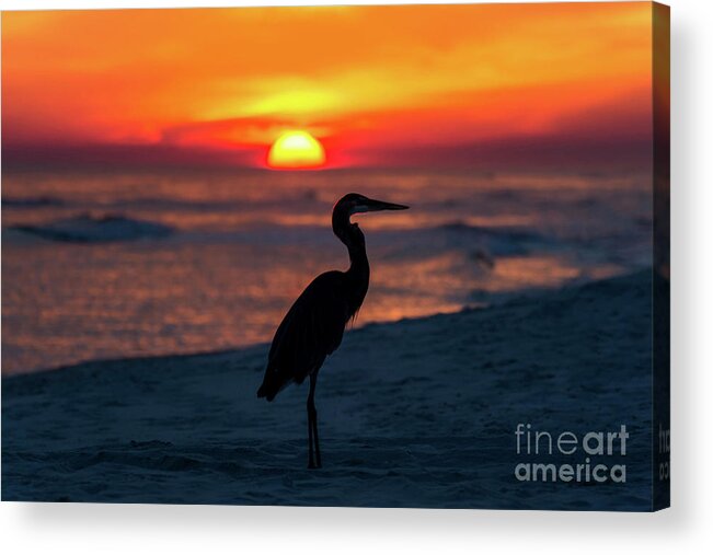 Great Acrylic Print featuring the photograph Blue Heron Beach Sunset by Beachtown Views