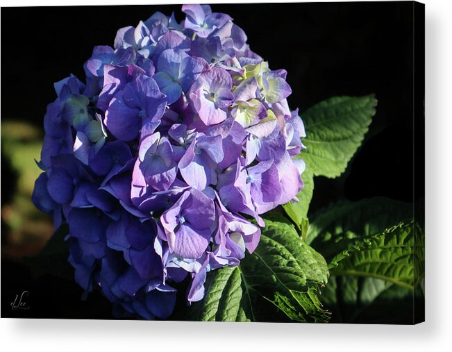 Blue Hydrangea Acrylic Print featuring the photograph Blue Hydrangea Flower by D Lee