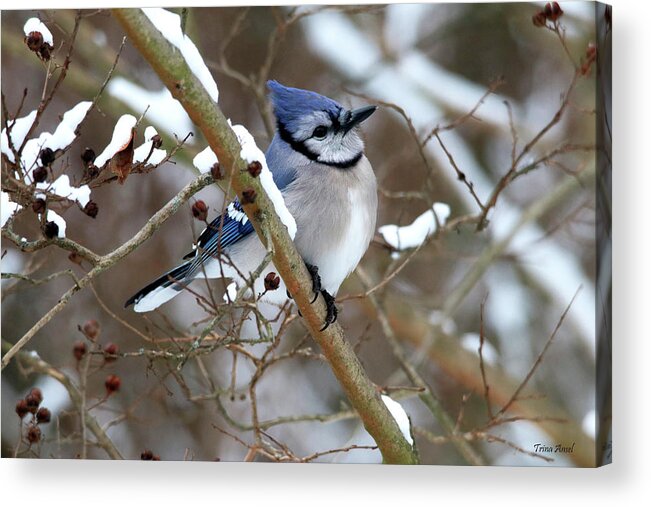 Birds Acrylic Print featuring the photograph Blue Jay on a Snowy Branch by Trina Ansel