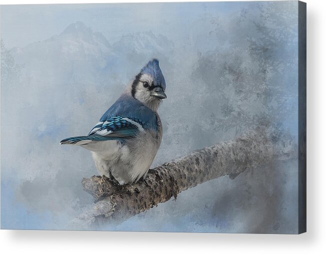 Songbird Acrylic Print featuring the photograph Blue Jay Peek by Patti Deters