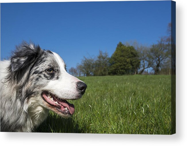 Pets Acrylic Print featuring the photograph Blue Merle Border Collie by Photos by R A Kearton