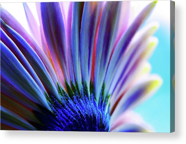 Photography Acrylic Print featuring the digital art Blue Pink Daisy by Terry Davis