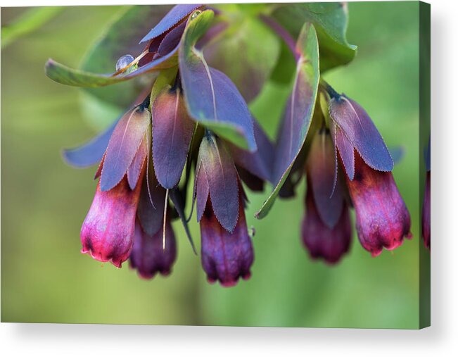 Annual Plants Acrylic Print featuring the photograph Blue Shrimp Plant Blossoms by Robert Potts