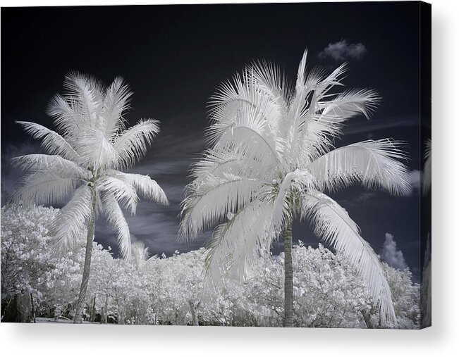 Tropical Acrylic Print featuring the photograph Blue Sky Infrared Palms by Luke Moore