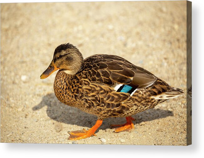 Teal Acrylic Print featuring the photograph Blue Winged Teal by Dart Humeston