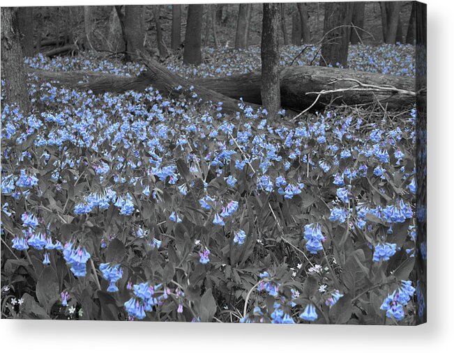 Bluebell Patch Acrylic Print featuring the photograph Bluebell Patch by Dylan Punke