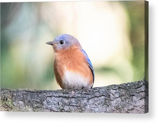 Eastern Bluebird Acrylic Print featuring the photograph Bluebird by Mary Ann Artz