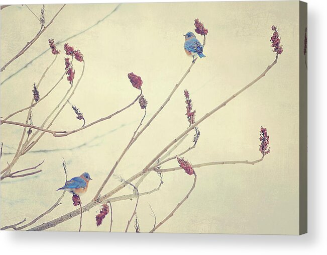 Winter Acrylic Print featuring the photograph Bluebirds by Carrie Ann Grippo-Pike