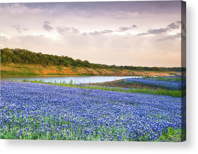 Texas Bluebonnet Acrylic Print featuring the photograph Bluebonnets Along The Colorado River - Texas by Ellie Teramoto