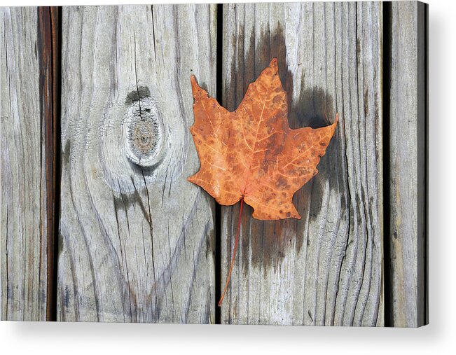 Fall Maple Leaf Acrylic Print featuring the photograph Boardwalk Companions 4 102120 by Mary Bedy