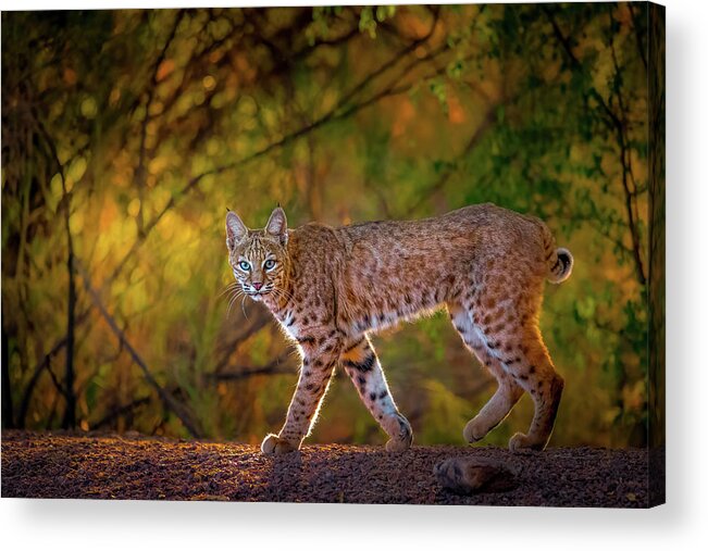 American Southwest Acrylic Print featuring the photograph Bobcat in Morning Golden Hour by James Capo