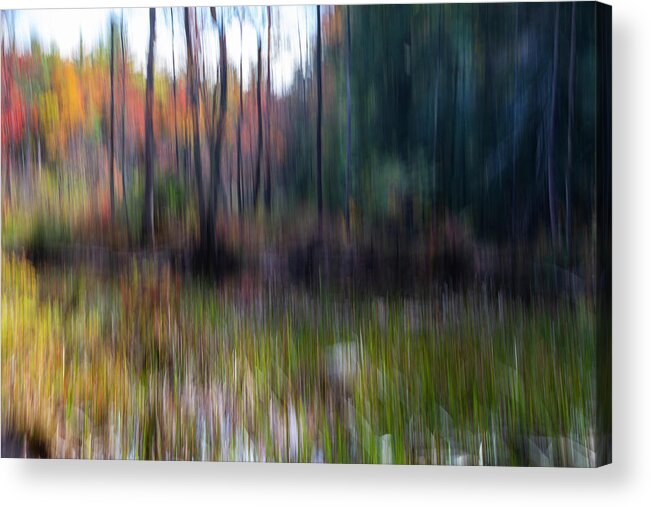 Icm Acrylic Print featuring the photograph Bog Area In the Fall by Betty Pauwels