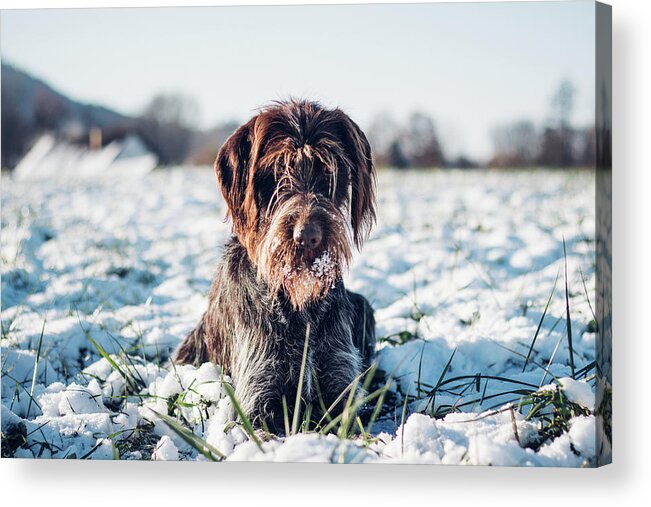 Bohemian Wire Acrylic Print featuring the photograph Bohemian Wire-haired Pointing Griffon by Vaclav Sonnek