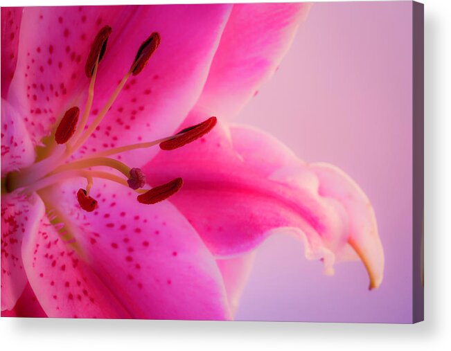 Oriental Lily Acrylic Print featuring the photograph Bold and Pink Oriental Lilies by Lindsay Thomson