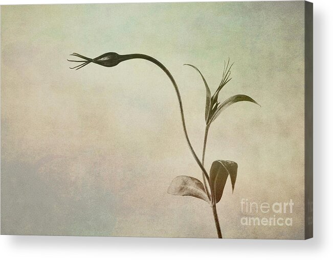 Botanical Acrylic Print featuring the photograph Botanical 1 by Connie Carr