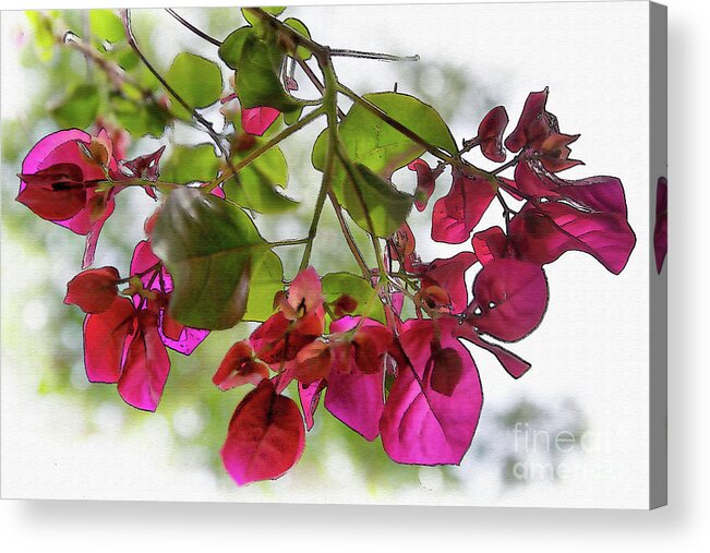 Bougainvillea Acrylic Print featuring the digital art Bougainvillea Light And Subtle by Kirt Tisdale