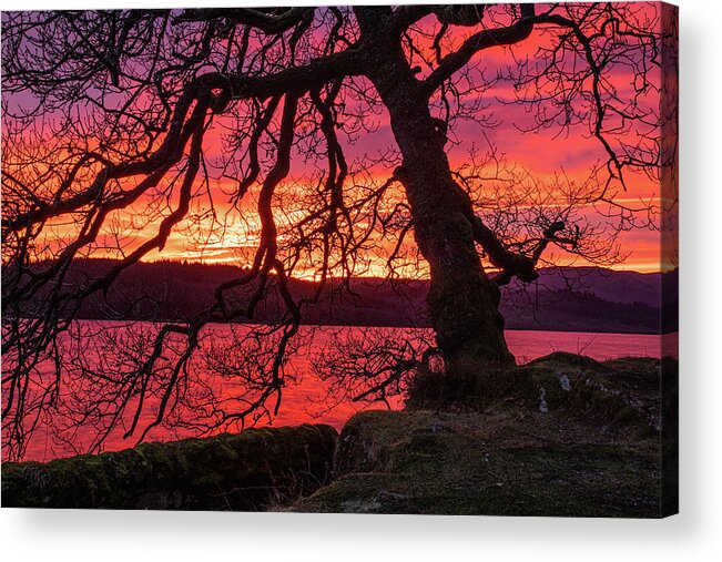 Sunset Acrylic Print featuring the photograph Branches at sunset by Daniel Letford