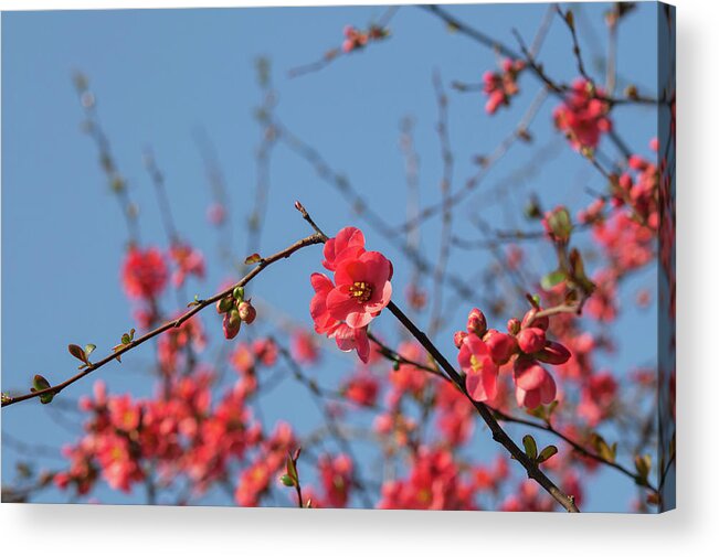 Jenny Rainbow Fine Art Photography Acrylic Print featuring the photograph Branches of Flowering Quince 1 by Jenny Rainbow