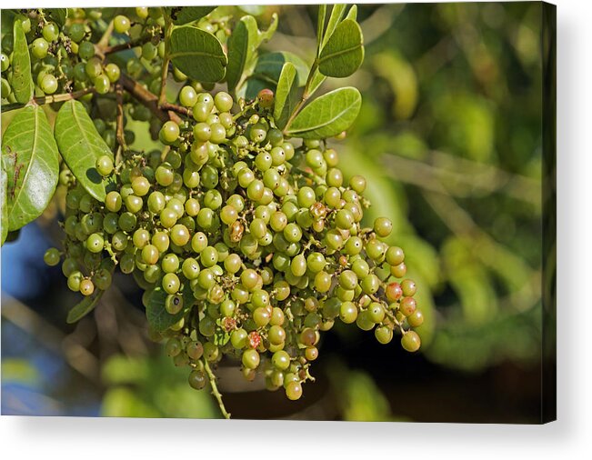 Anacardiaceae Acrylic Print featuring the photograph Brazilian Pepper, Aroeira, Rose Pepper by Wagner Campelo