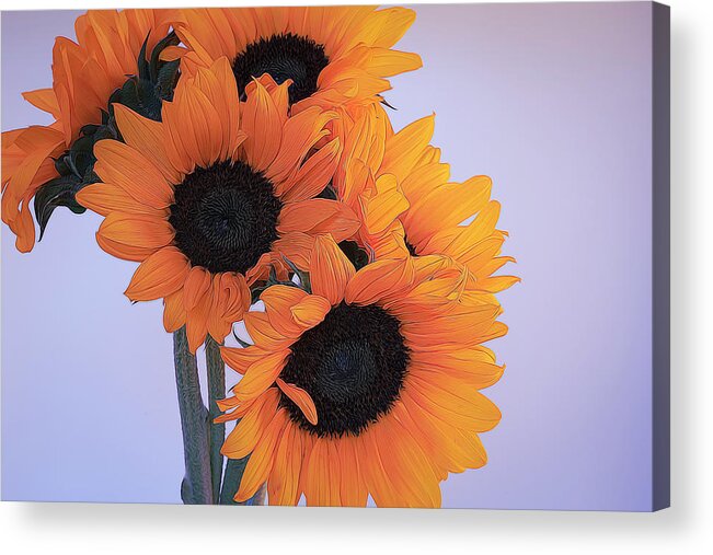 Petals Acrylic Print featuring the photograph Bright and Beautiful Sunflowers 8 by Lindsay Thomson