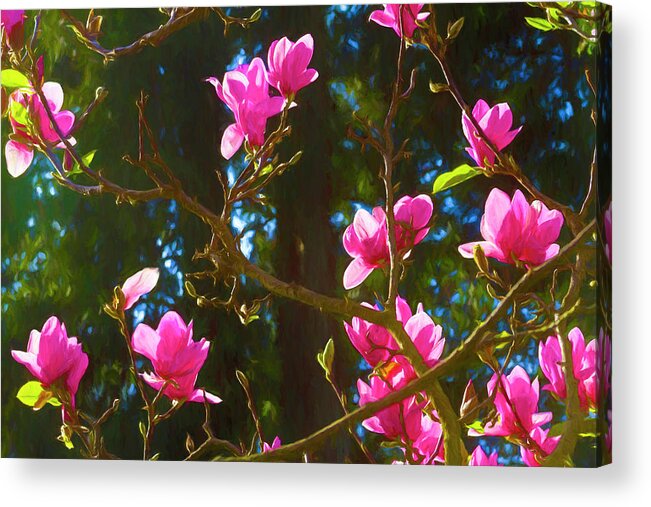 Pretty Acrylic Print featuring the photograph Bright Pink Magnolias Painted by Bonnie Follett