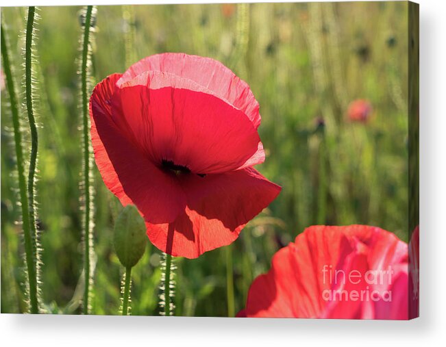 Poppy Acrylic Print featuring the photograph Bright red petals of a poppy by Adriana Mueller