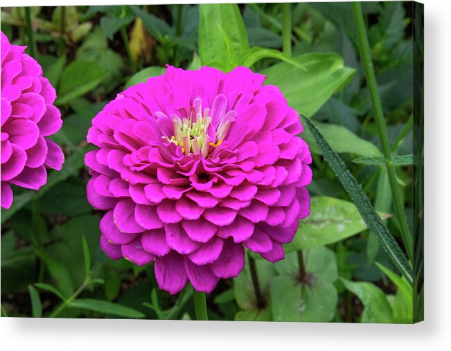 Flower Acrylic Print featuring the photograph Bright zinnia by Brian Weber