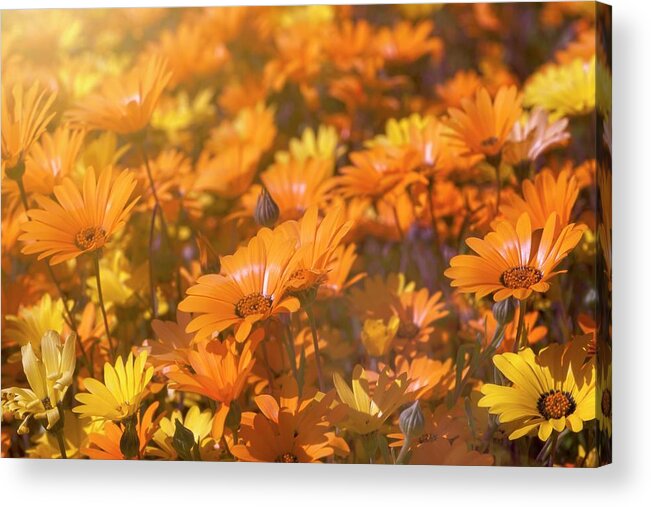 Smile Acrylic Print featuring the photograph All It Takes Is A Smile by Lucinda Walter