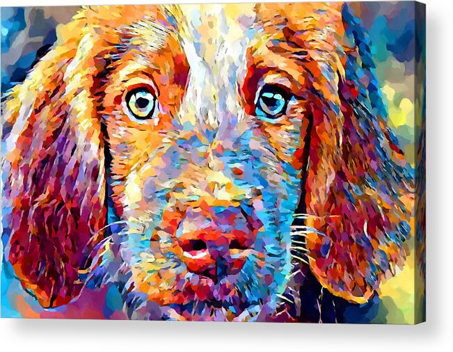 Animal Acrylic Print featuring the painting Brittany Spaniel by Chris Butler