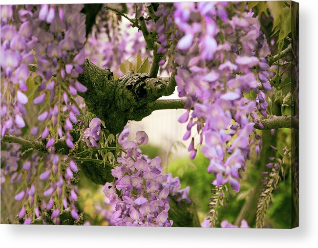 Wisteria Acrylic Print featuring the photograph The Scent of Wisteria by Jessica Jenney