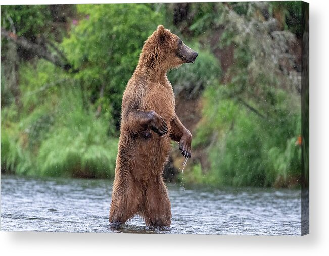Brown Bear Acrylic Print featuring the photograph Brown Bear, Brown Bear, What do you See? by Randy Robbins