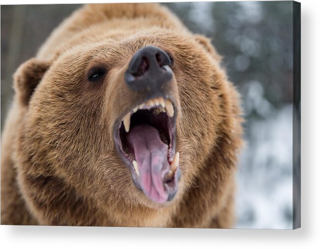 Brown Bear Acrylic Print featuring the photograph Brown bear roaring in forest by Byrdyak