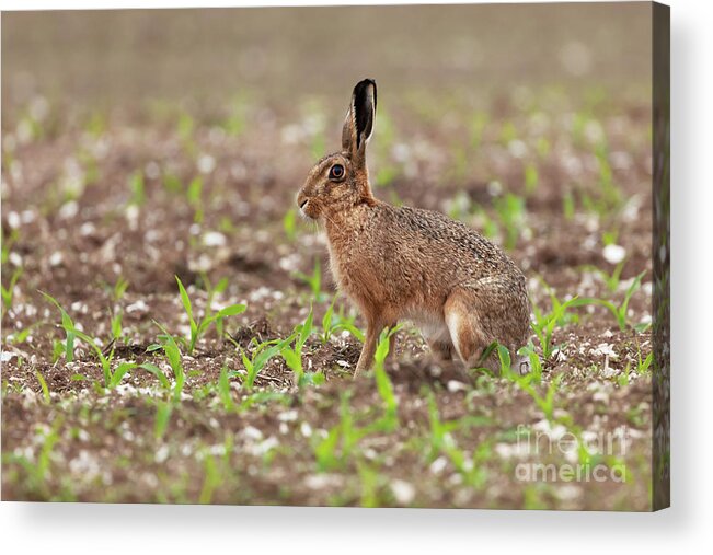 Norfolk Acrylic Print featuring the photograph Norfolk brown hare at in a field of crops by Simon Bratt