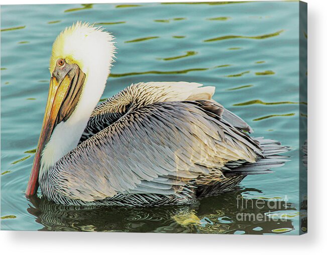 Pelican Acrylic Print featuring the photograph Brown Pelican has Eyes on You by Joanne Carey