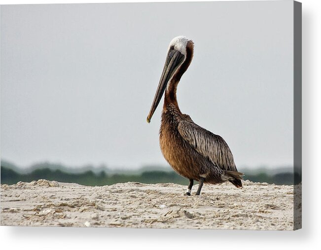 Brown Pelican Acrylic Print featuring the photograph Brown Pelican on North Carolina Beach by Bob Decker