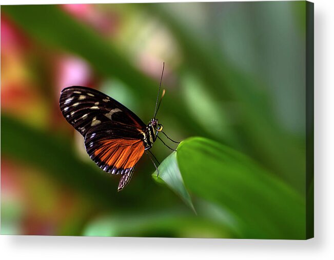 Butterfly Acrylic Print featuring the photograph Brush Footed by John Poon