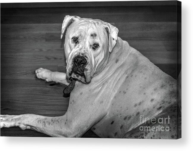 Bull Dog Acrylic Print featuring the photograph Brutus by Elaine Teague