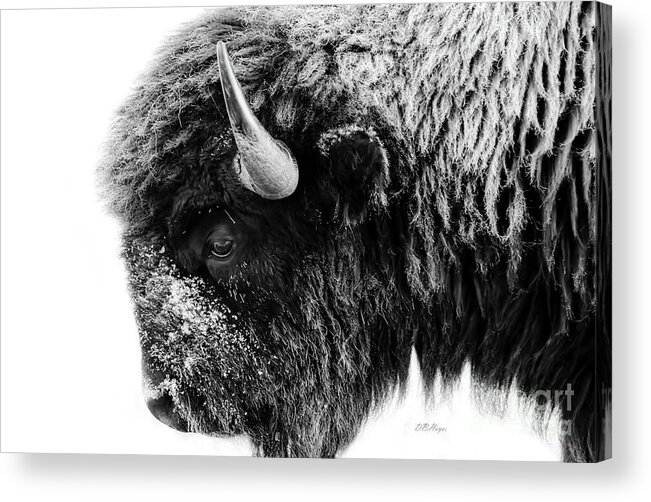 Buffalos Acrylic Print featuring the photograph Buffalo Black and White Portrait by DB Hayes