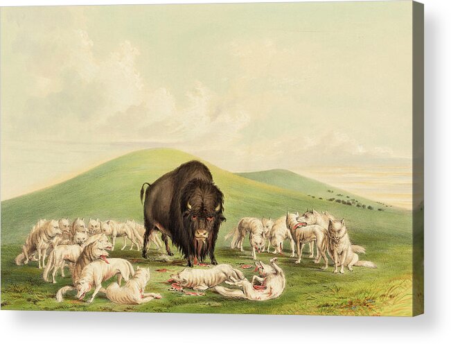 George Catlin Acrylic Print featuring the painting Buffalo Hunt, White Wolves Attacking a Buffalo Bull by George Catlin