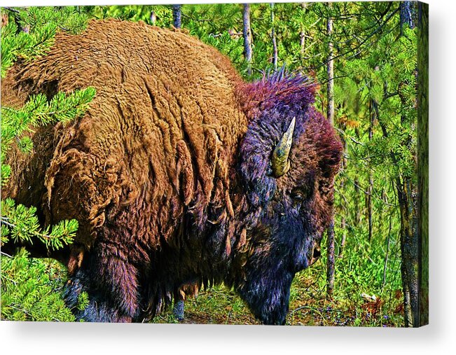 Animal Acrylic Print featuring the digital art Buffalo Illustrated by David Desautel