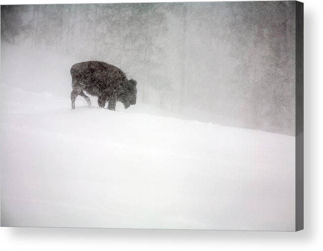 Winter Acrylic Print featuring the photograph Buffalo in Winter Storm by Craig J Satterlee